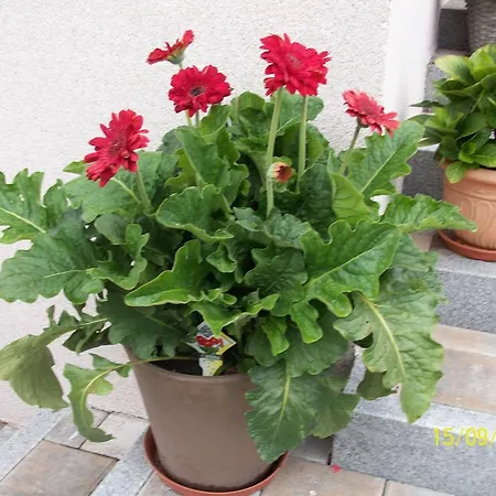 Durst Roswitha Διαμέρισμα Schattwald