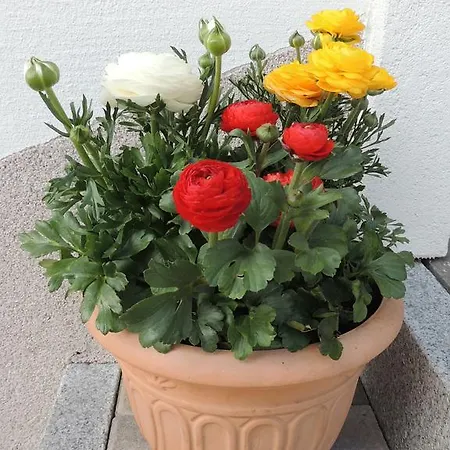 Διαμέρισμα Durst Roswitha *