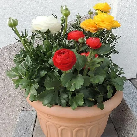 Apartment Durst Roswitha *