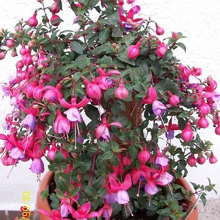 Durst Roswitha * Schattwald