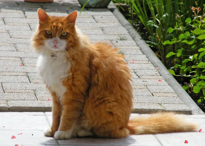 Durst Roswitha Appartamento