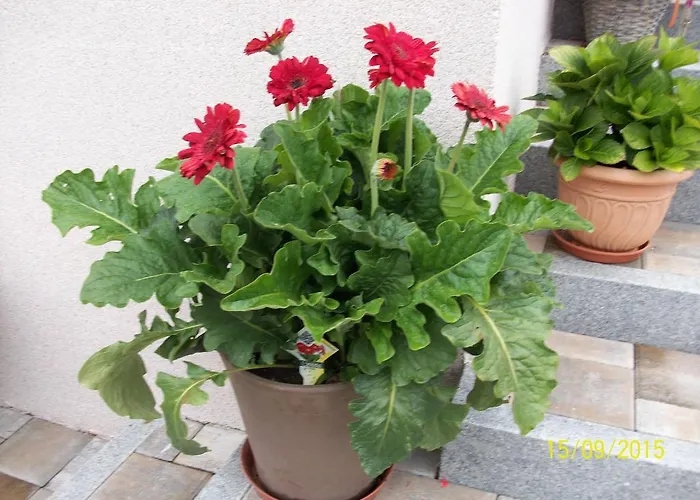 Durst Roswitha Appartamento Schattwald