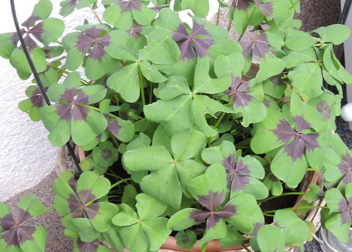 Durst Roswitha Appartamento