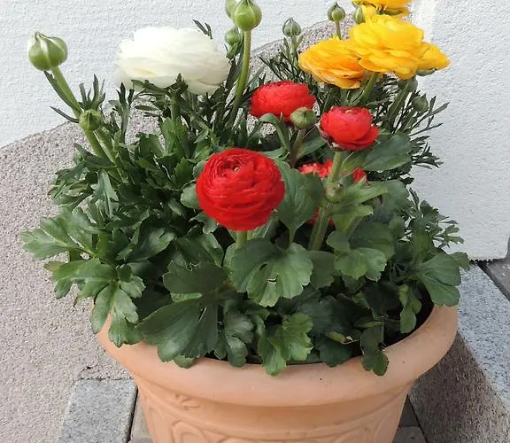 Апартаменты Durst Roswitha *