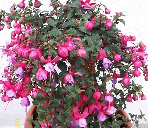 Durst Roswitha * Шаттвальд